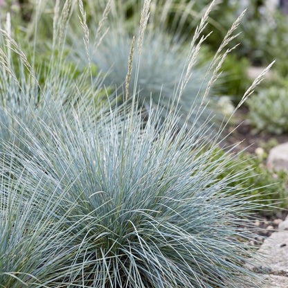 Blauschwingel 'Festuca glauca' – Blau – Topf Ø11cm – Ansicht 5