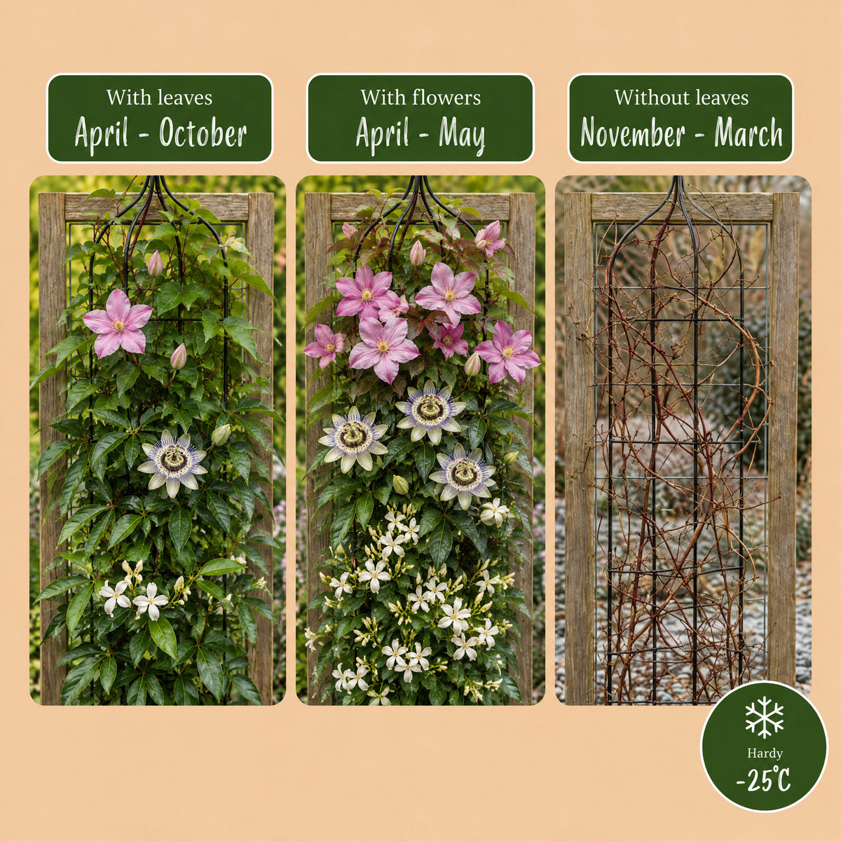 Kletterpflanzen-Trio 'Tricolour' – Clematis, Passionsblume & Sternjasmin – Topf Ø9cm – Ansicht 6