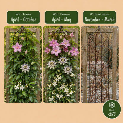 Kletterpflanzen-Trio 'Tricolour' – Clematis, Passionsblume & Sternjasmin – Topf Ø9cm – Ansicht 6