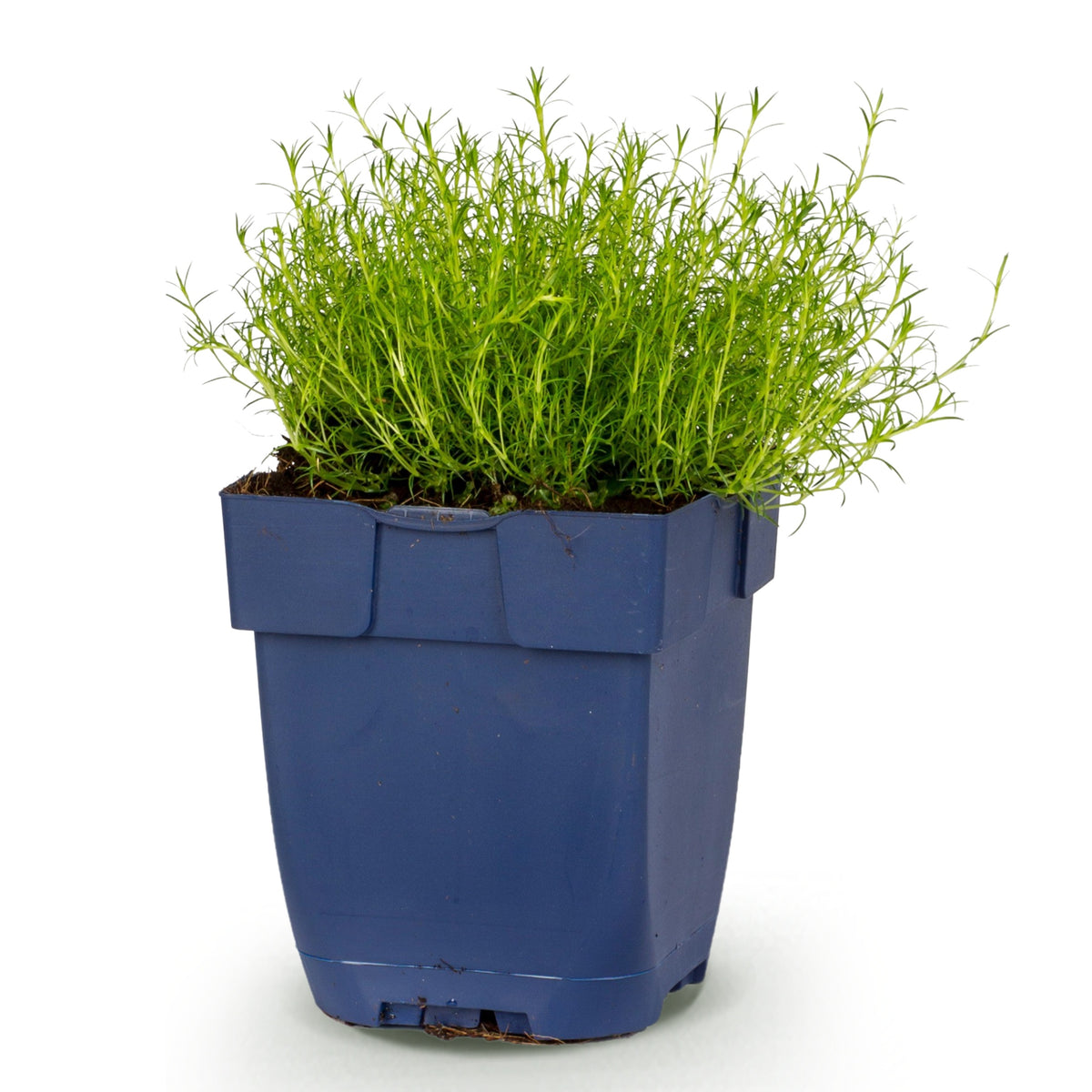 Sagina subulata – Weiß – Topf Ø11cm – Ansicht 2
