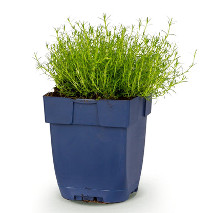Sagina subulata – Weiß – Topf Ø11cm – Ansicht 2