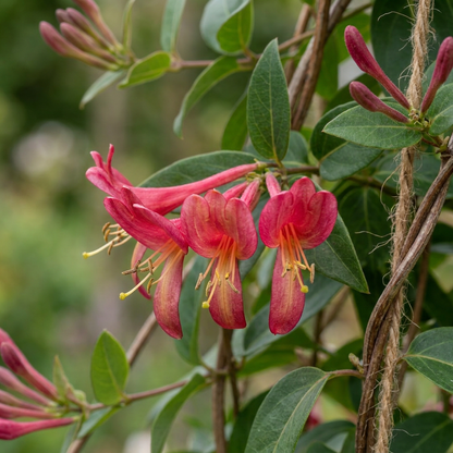 Henrys Geißblatt 'Lonicera henryi' – Gelb-Rot – Topf Ø9cm – Ansicht 3