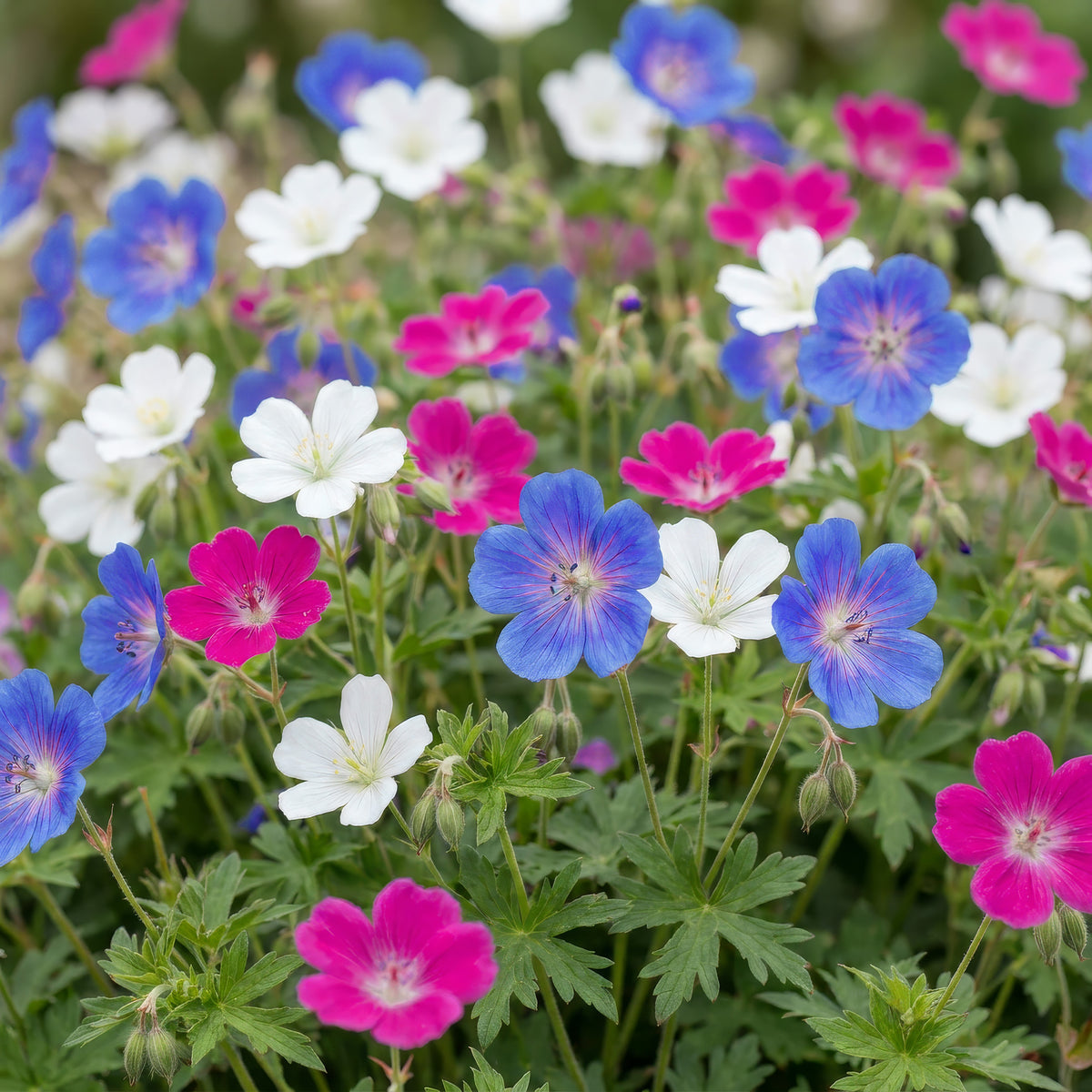 Storchschnabel 'Geranium Tricolour' – Lila-Pink-Weiß – Ø11cm – Ansicht 5