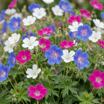 Storchschnabel 'Geranium Tricolour' – Lila-Pink-Weiß – Ø11cm – Ansicht 5