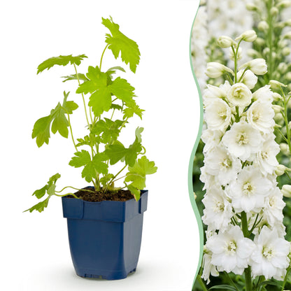 Rittersporn 'Delphinium Galahad' – Weiß – Topf Ø11cm