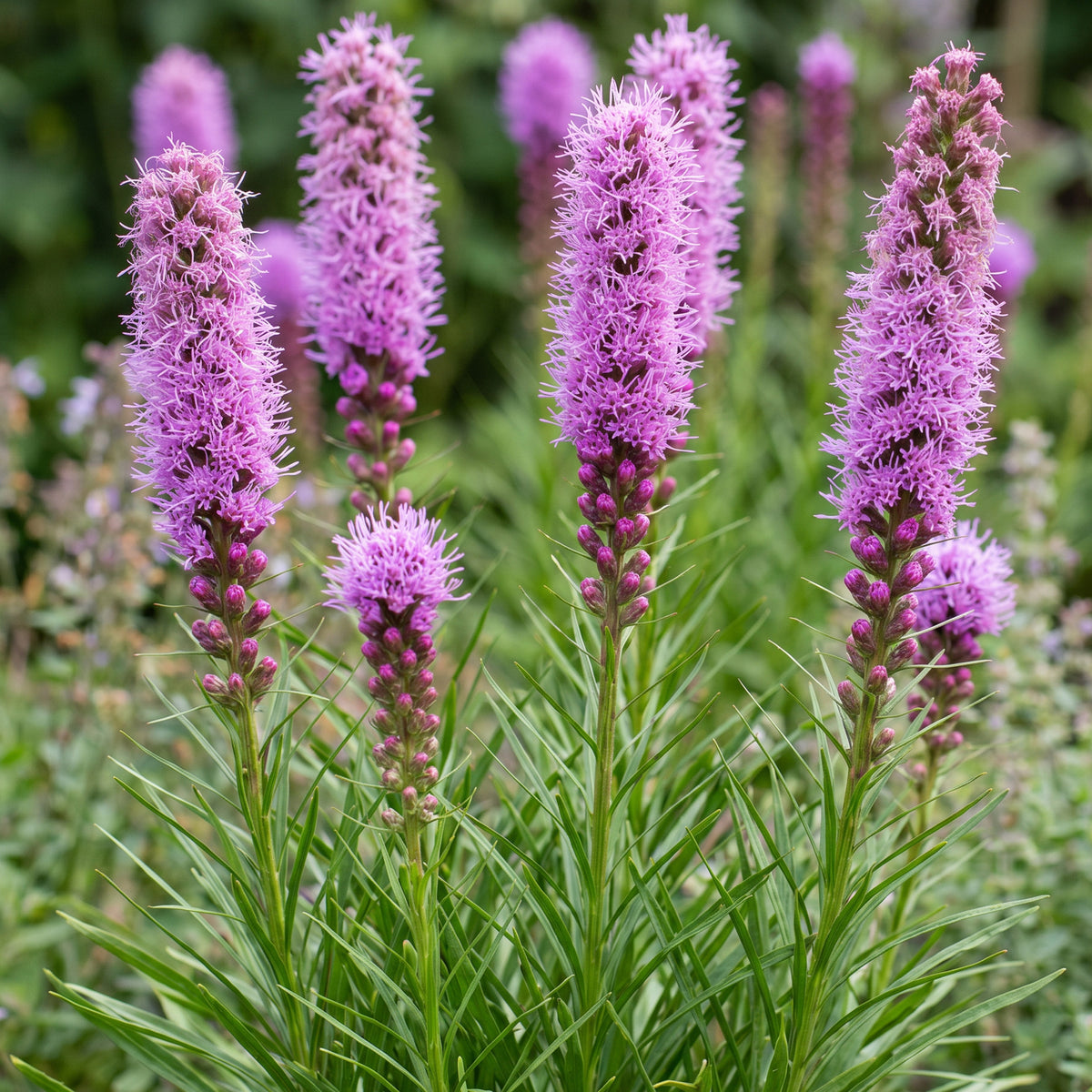 Liatris spicata – Lila – Topf Ø11cm – Ansicht 5