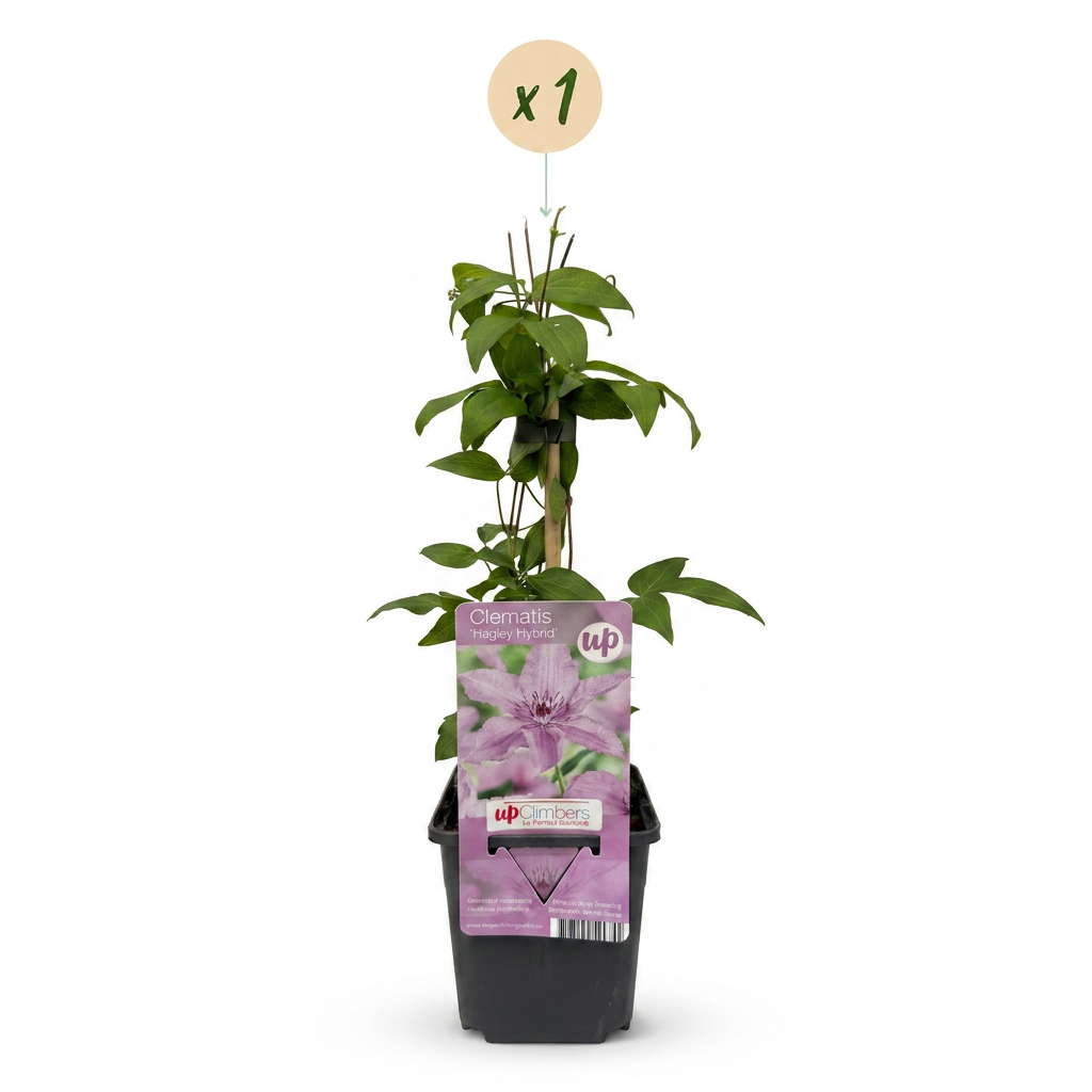 Waldrebe 'Hagley Hybrid' – Rosa – Topf Ø9cm – Ansicht 2