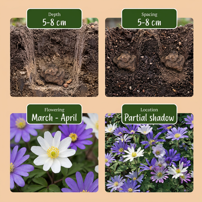 Strahlenanemone 'Blanda' – Mehrfarben-Mix – Ansicht 4
