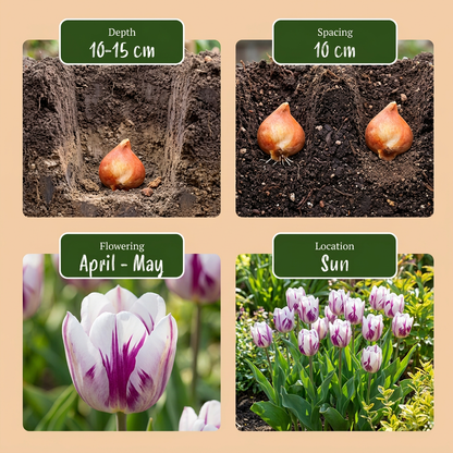 Tulpe 'Flaming Flag' – Weiß-Lila – Ansicht 4
