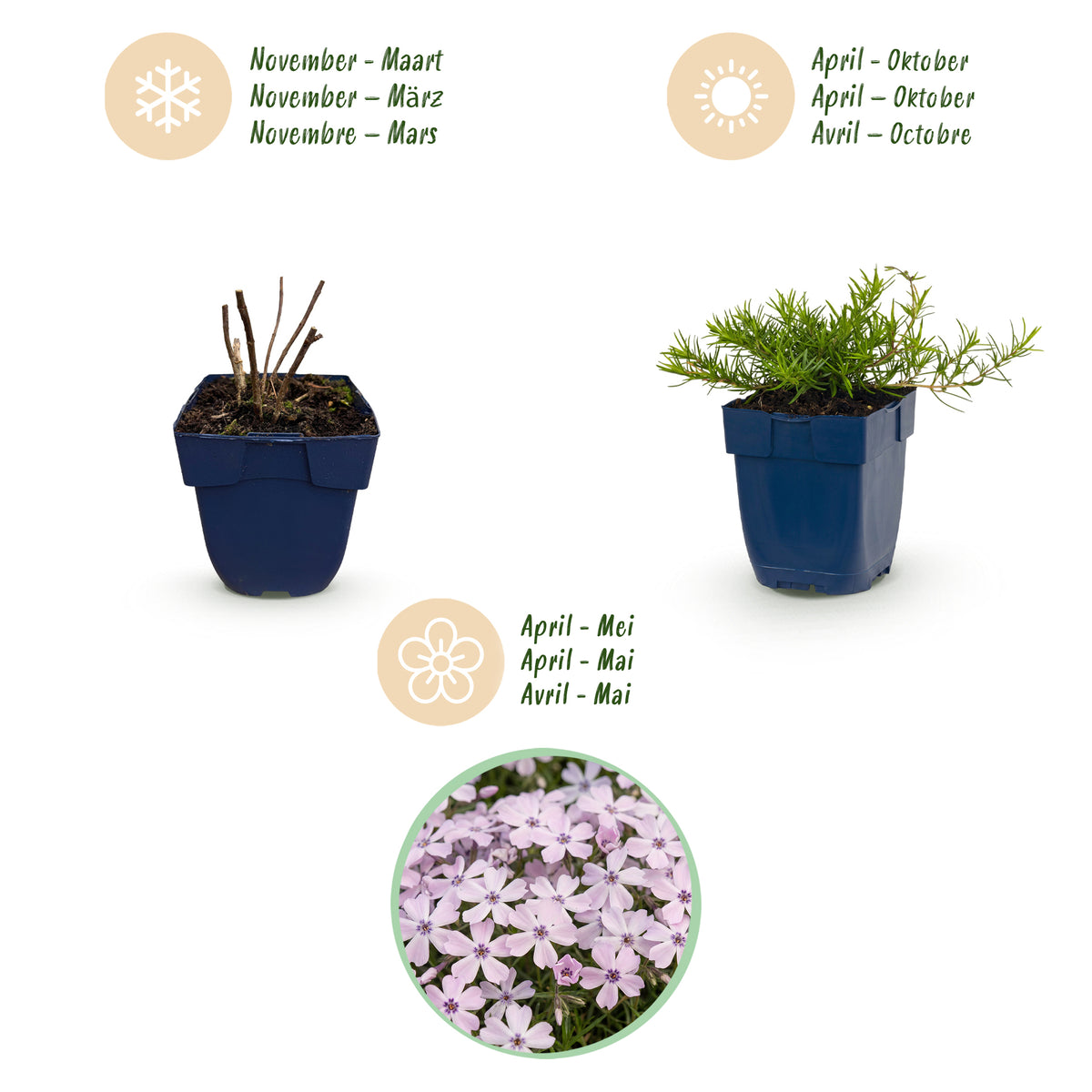 Polster-Phlox 'Benita' – Hellviolett – Topf Ø11cm – Ansicht 4