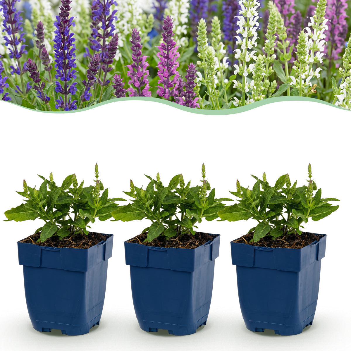 Salbei 'Tricolour' – Violett-Rosa-Weiß – Topf Ø11cm