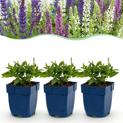 Salbei 'Tricolour' – Violett-Rosa-Weiß – Topf Ø11cm
