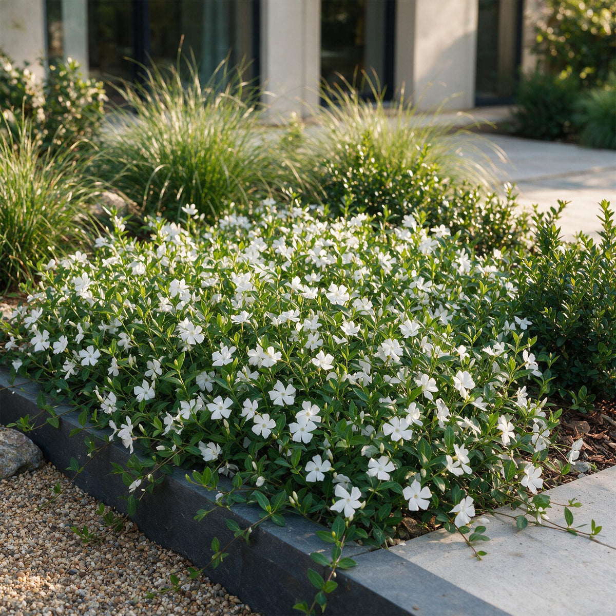 Immergrün 'Vinca minor Alba' – Weiß – Topf Ø11cm – Ansicht 6