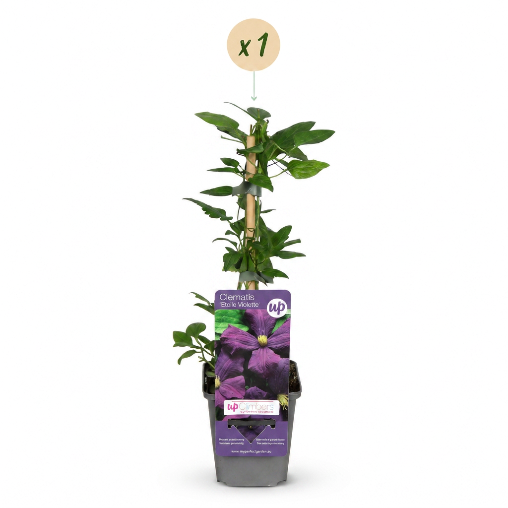 Clematis 'Étoile Violette' – Lila – Topf Ø9cm – Ansicht 2