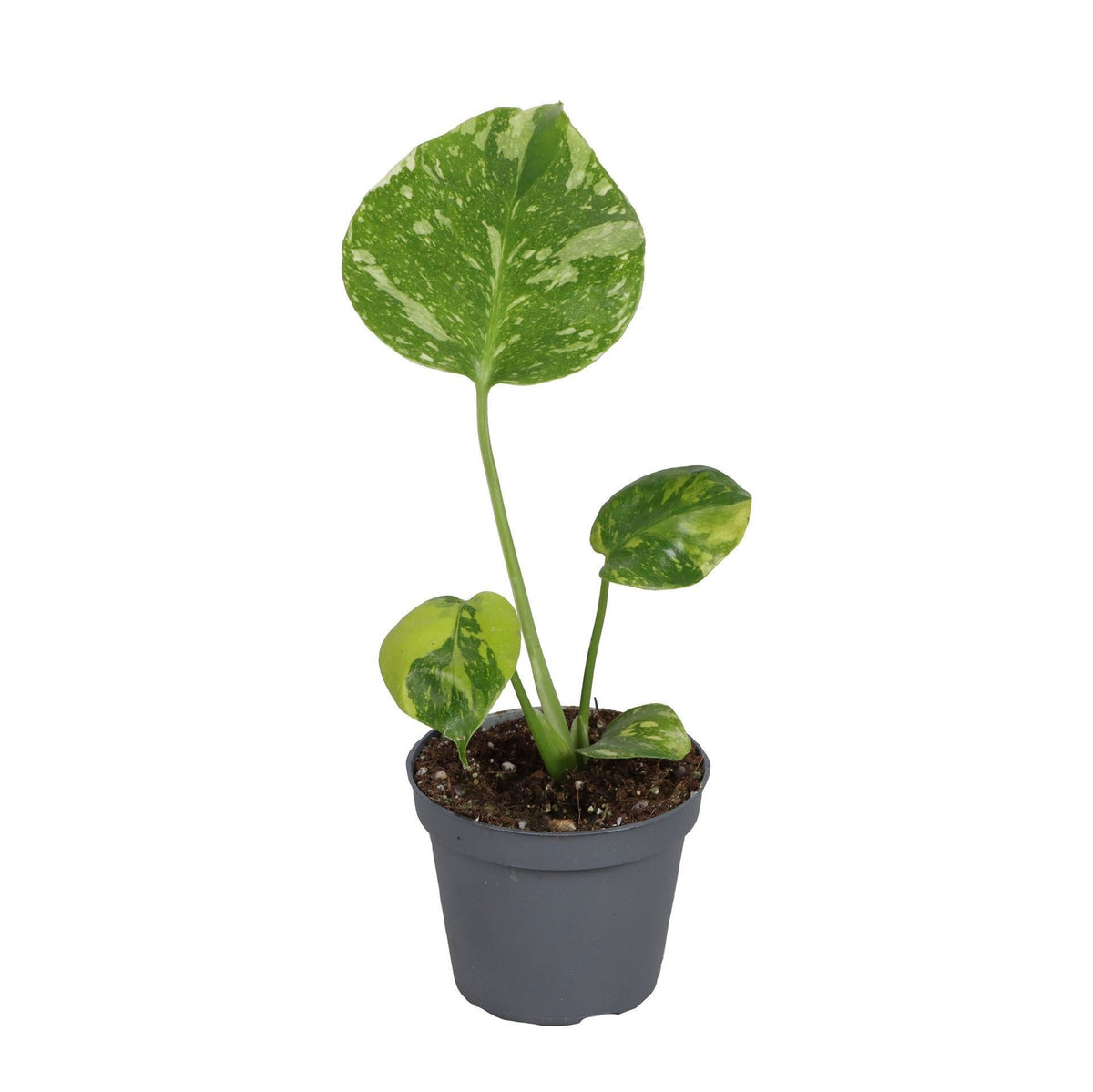 Monstera Deliciosa 'Electro Light' – Topf Ø6cm