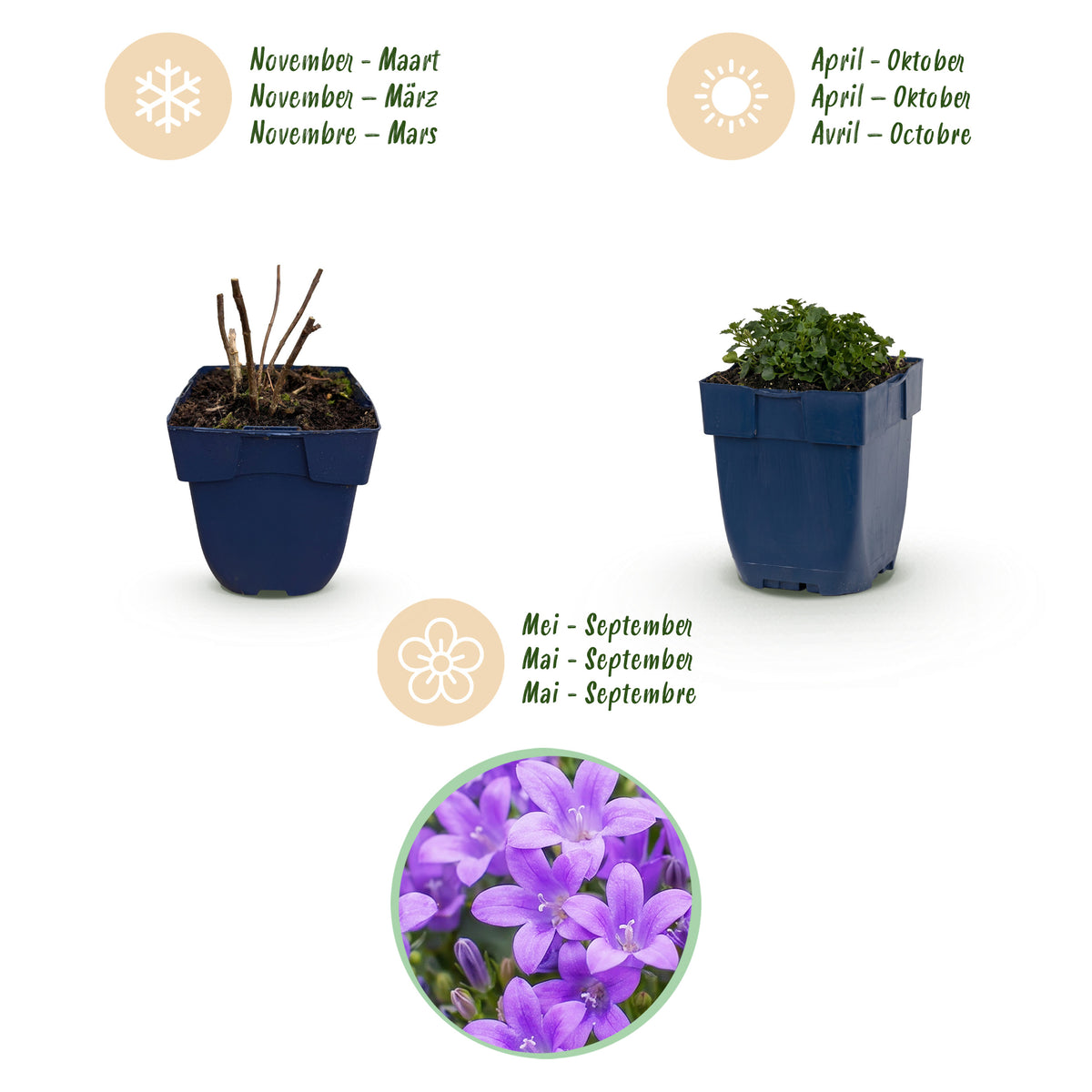Glockenblume 'Campanula portenschlagiana' – Violett – Topf Ø11cm – Ansicht 4