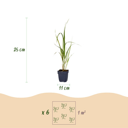 Pfeifengras 'Karl Foerster' – Molinia arundinacea – Topf Ø11cm – Ansicht 3