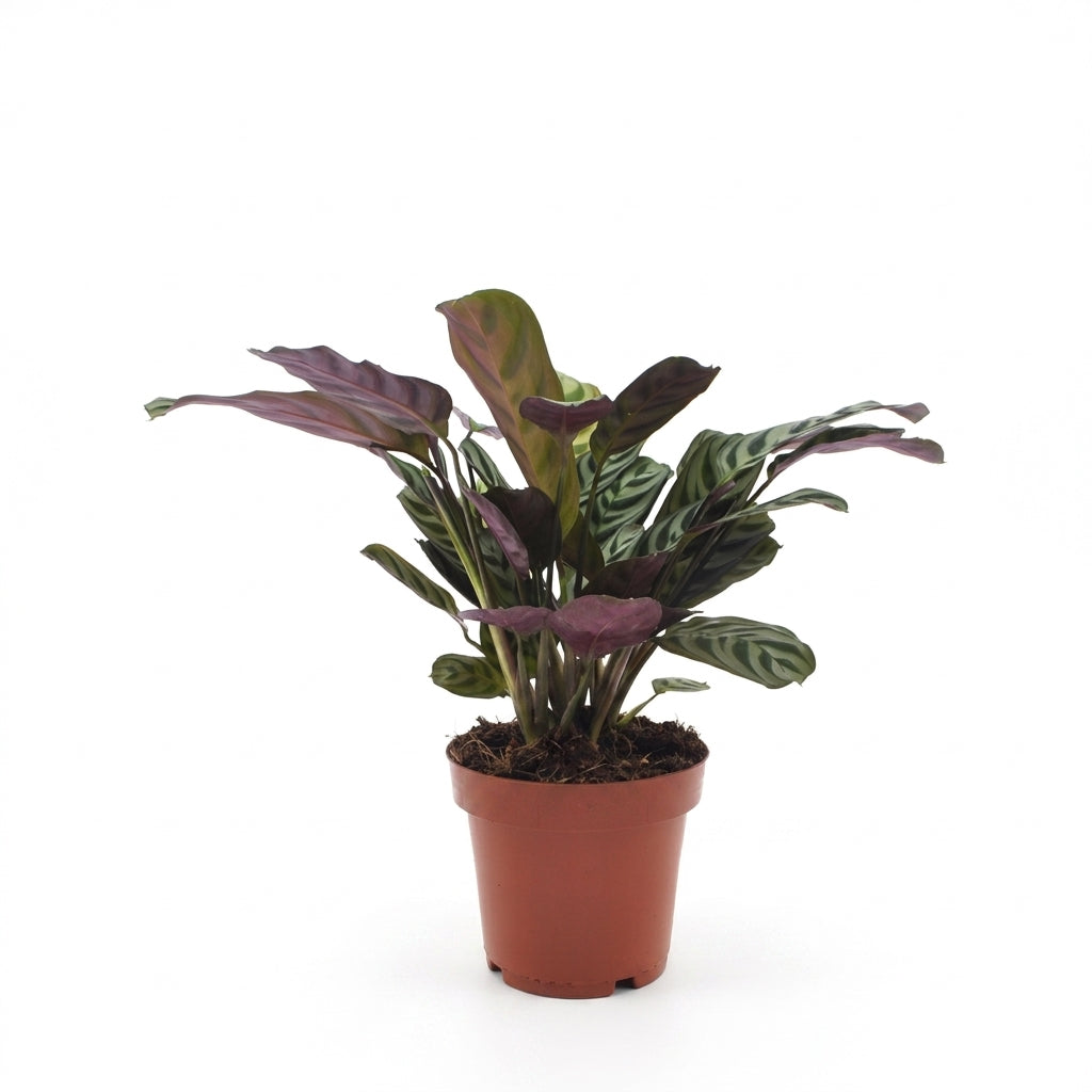 Fischgräten-Gebetspflanze 'Ctenanthe' – Topf Ø12cm – Ansicht 2