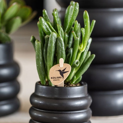 Sukkulente Crassula Hobbit – Ø6cm – Ansicht 11