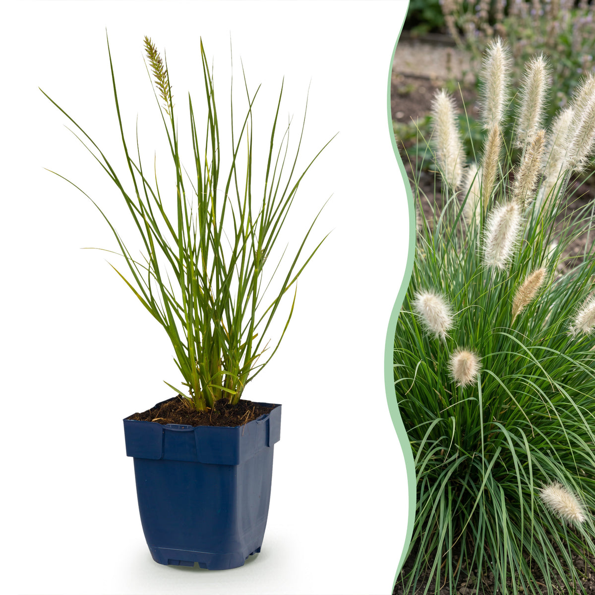Fuchsschwanzgras 'Little Bunny' – Pennisetum alopecuroides – Topf Ø11cm