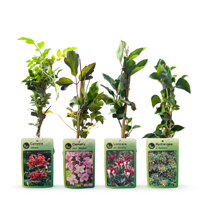 Kletterpflanzen-Quartett 'Rainbow' – Trompetenblume, Waldrebe, Geißblatt & Kletterhortensie – Topf Ø9cm – Ansicht 3