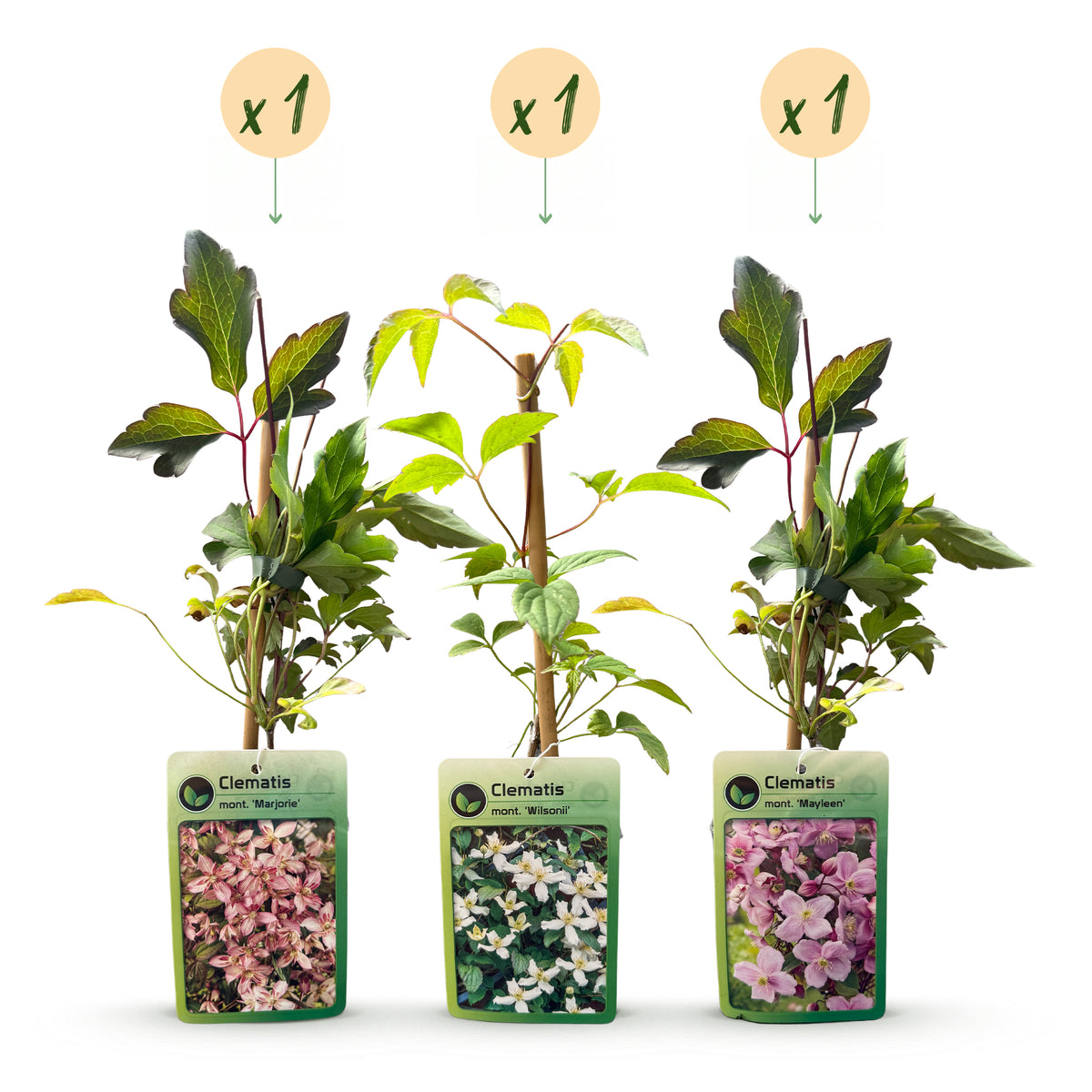 Bergwaldrebe 'Tricolour' – Weiß-Rosa-Hellrosa – Topf Ø9cm – Ansicht 2