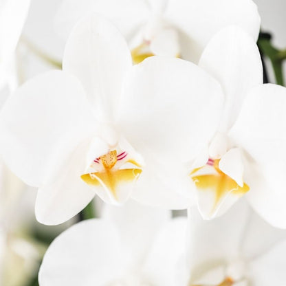Phalaenopsis-Orchidee 'Niagara Fall White' – Weiß – Topf Ø9cm – Ansicht 2
