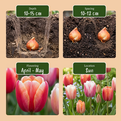 Tulpe 'Glowing with Pride' – Mix – Ansicht 4