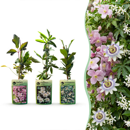 Kletterpflanzen-Trio 'Tricolour' – Clematis, Passionsblume & Sternjasmin – Topf Ø9cm
