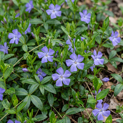 Immergrün 'Vinca minor' – Blau – Topf Ø11cm – Ansicht 5