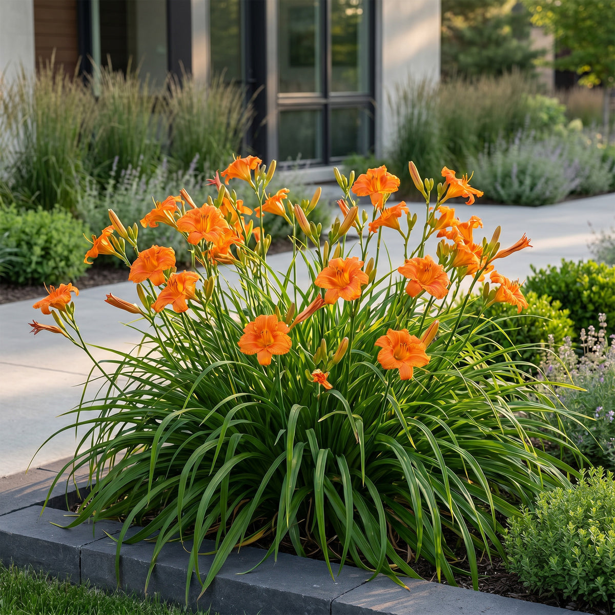 Taglilie 'Hemerocallis Mauna Loa' – Orange – Topf Ø11cm – Ansicht 6