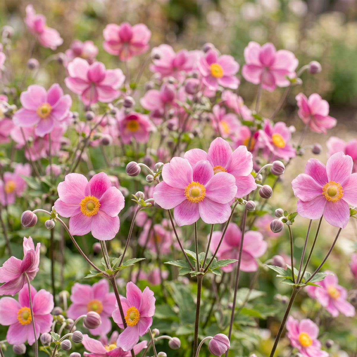 Herbst-Anemone 'Splendens' – Dunkelpink – Topf Ø11cm – Ansicht 5