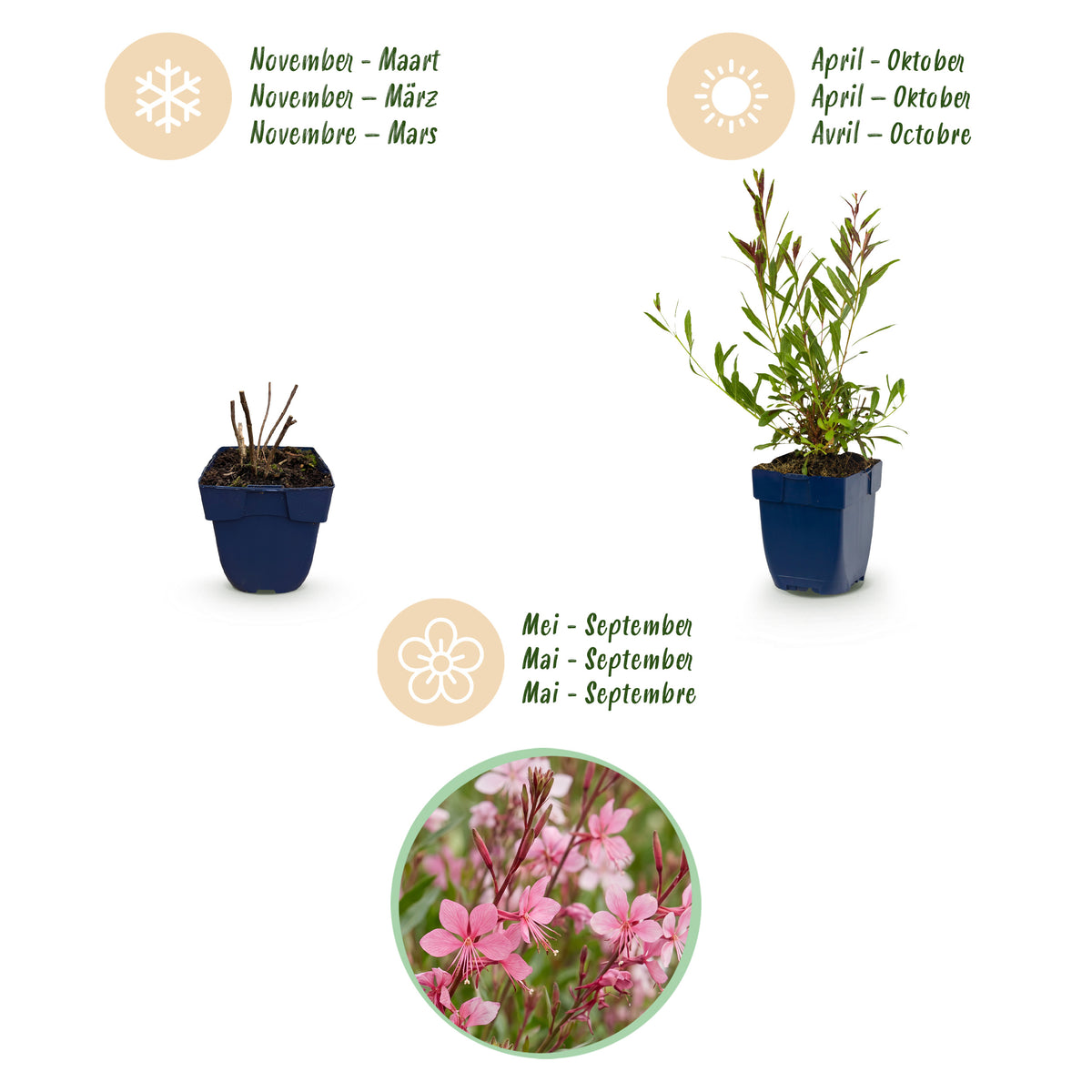 Prachtkerze 'Florgauros' – Gaura lindheimeri – Rosa – Topf Ø11cm – Ansicht 4