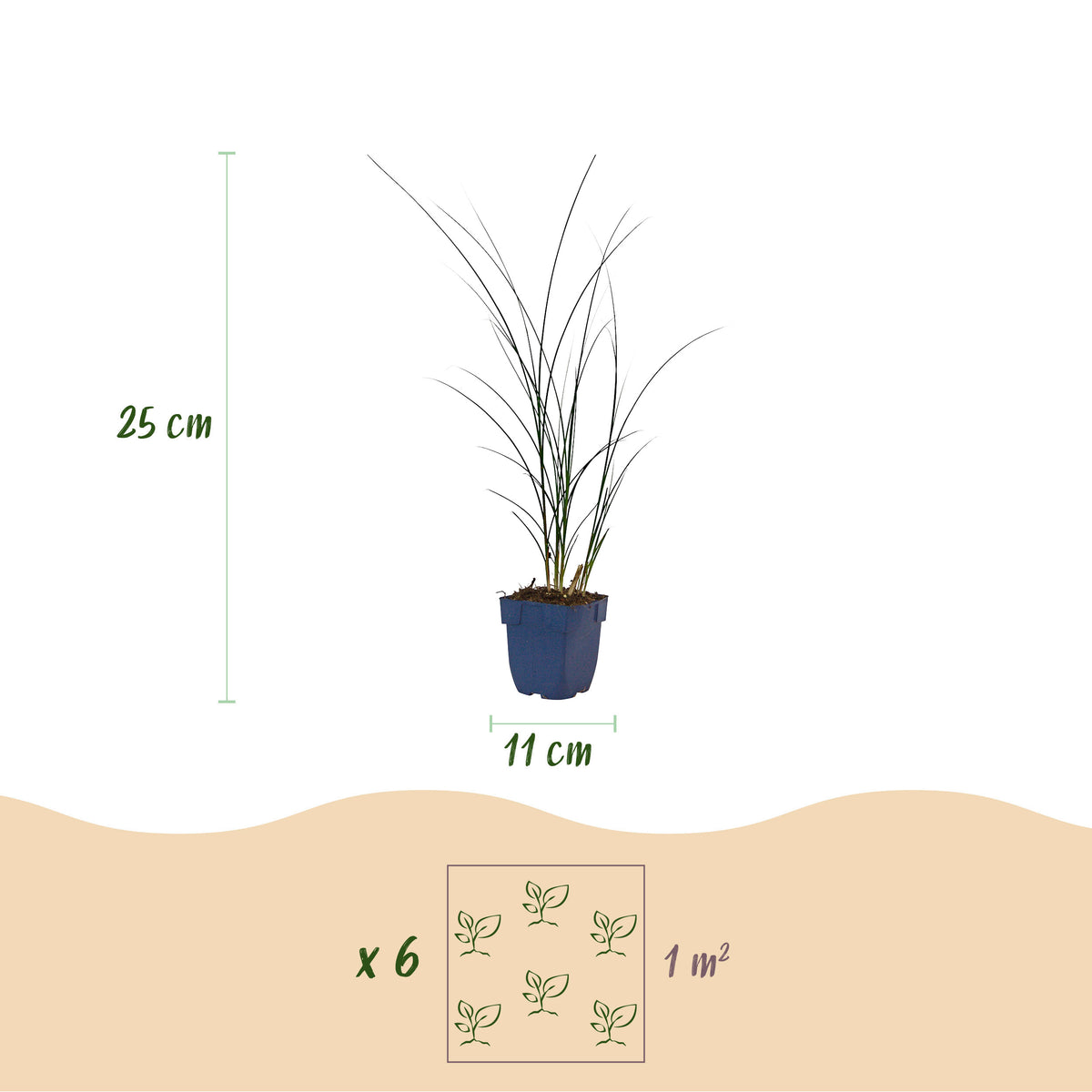 Chinaschilf 'Gracillimus' – Grün – Topf Ø11cm – Ansicht 3