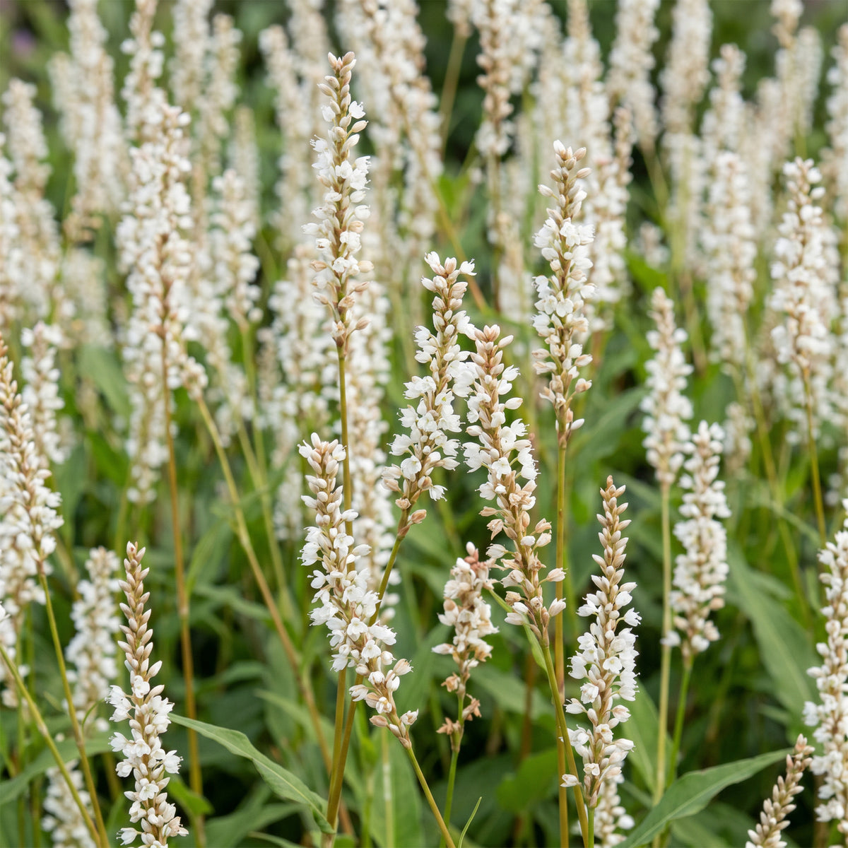Knöterich 'Persicaria ampl. Alba' – Weiß – Topf Ø11cm – Ansicht 5