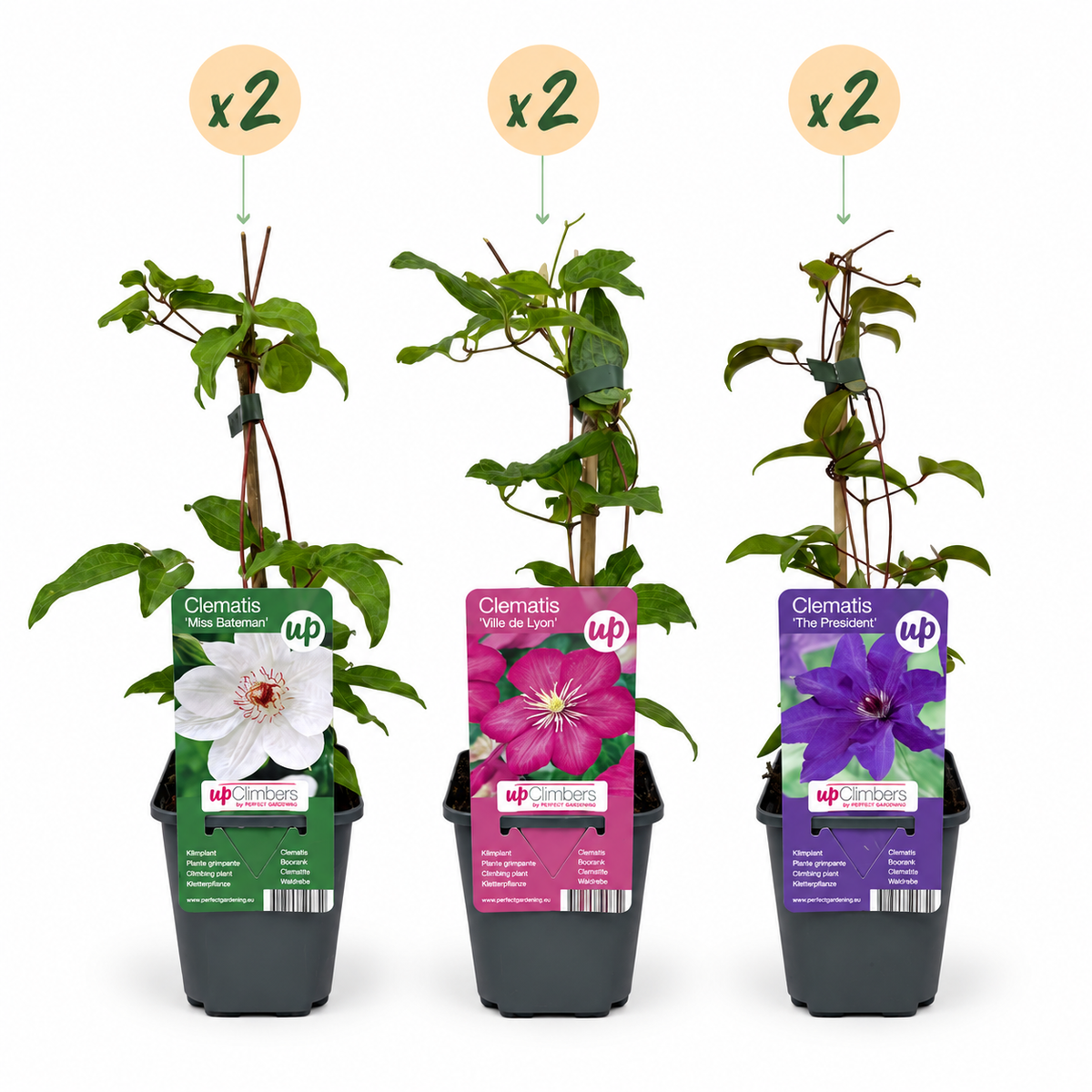 Dreifarben-Waldrebe 'Tricolour' – Lila-Rosa-Weiß – Topf Ø9cm – Ansicht 2