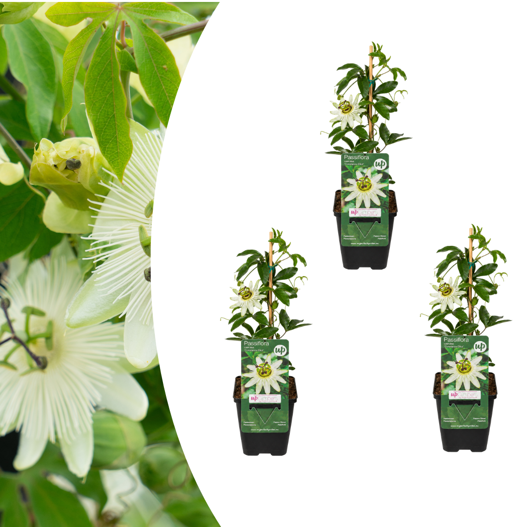 Passionsblume 'Constance Elliott' – Weiß – P9 Topf