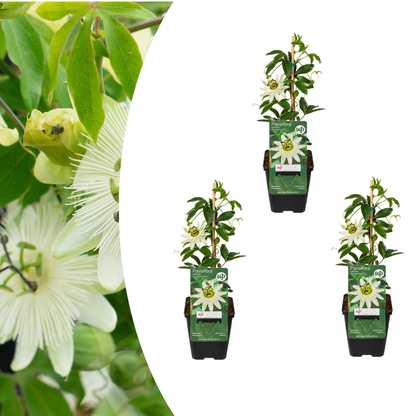 Passionsblume 'Constance Elliott' – Weiß – P9 Topf
