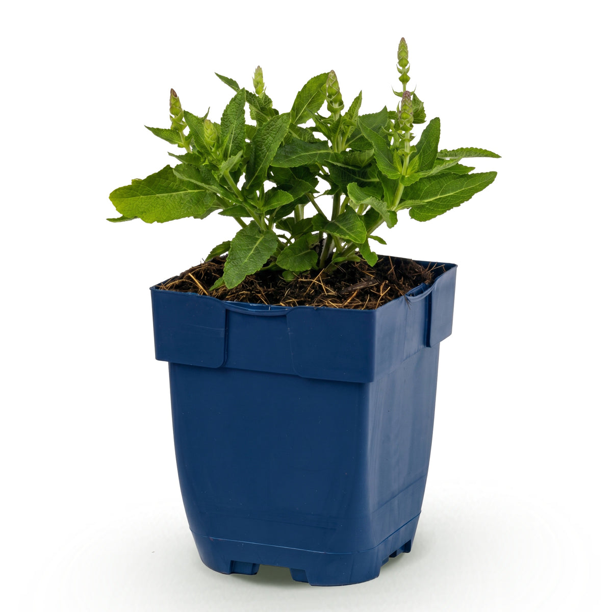 Salbei 'Sensation Deep Blue' – Lila – Topf Ø11cm – Ansicht 2