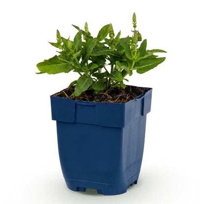 Salbei 'Sensation Deep Blue' – Lila – Topf Ø11cm – Ansicht 2