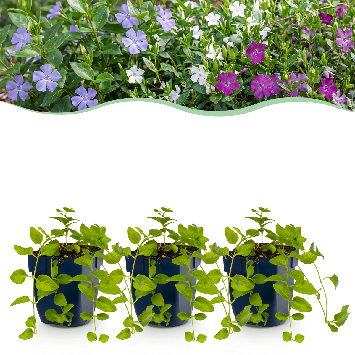Immergrün 'Vinca Tricolour' – Blau-Lila-Weiß – Topf Ø11cm