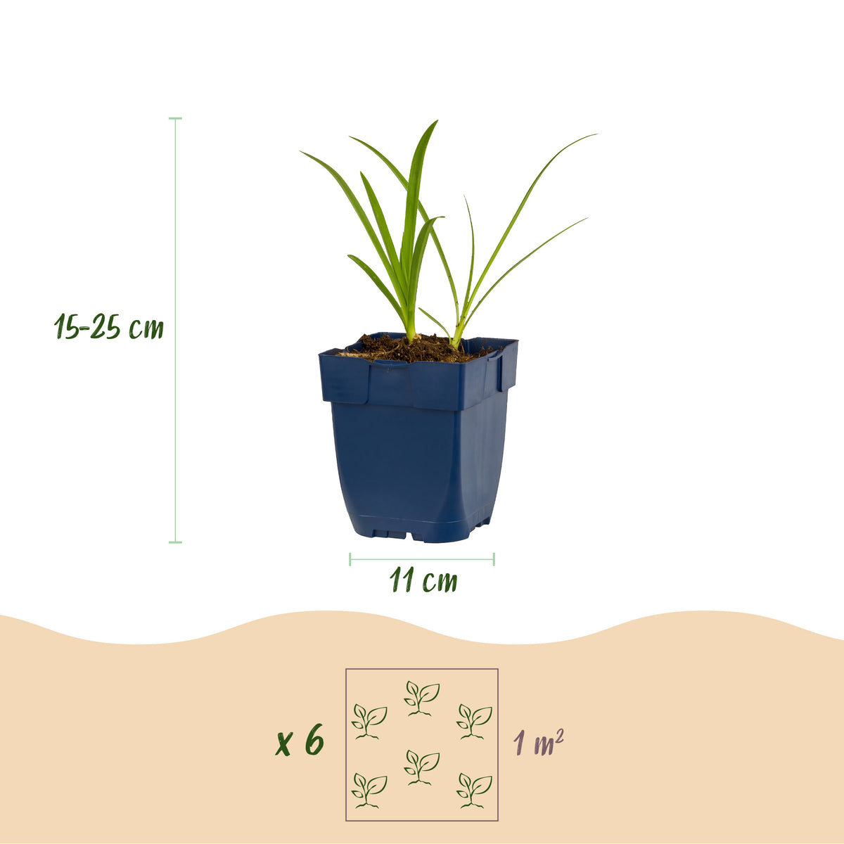 Afrikanische Lilie 'Albus' – Agapanthus – Weiß – Topf Ø11cm – Ansicht 3
