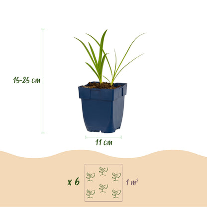 Afrikanische Lilie 'Albus' – Agapanthus – Weiß – Topf Ø11cm – Ansicht 3