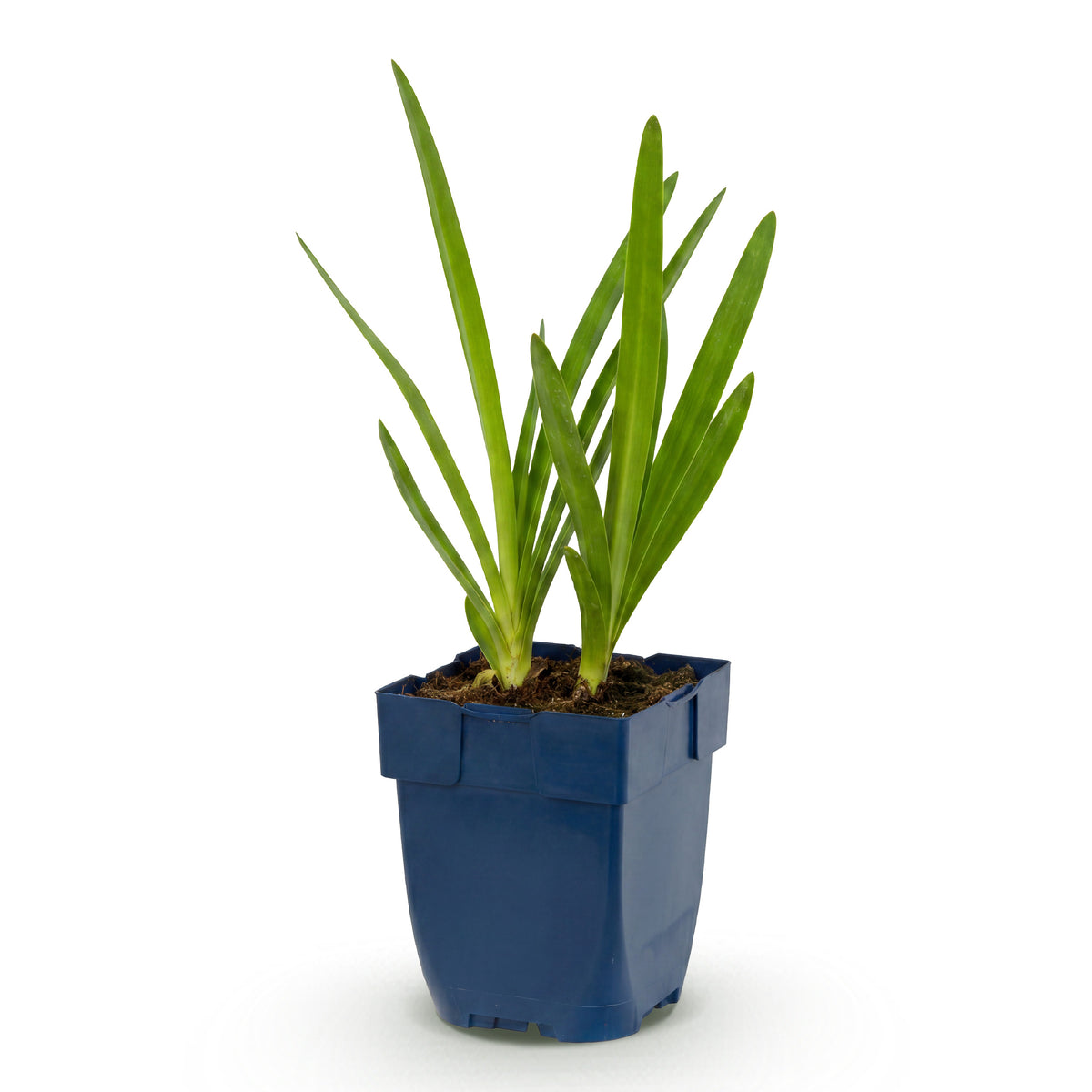 Afrikanische Lilie 'Agapanthus africanus' – Blau – Topf Ø11cm – Ansicht 2
