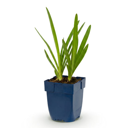 Afrikanische Lilie 'Agapanthus africanus' – Blau – Topf Ø11cm – Ansicht 2