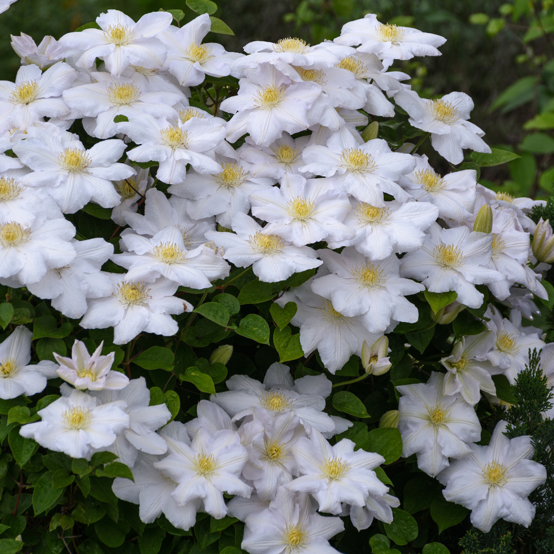 Clematis 'Miss Bateman' – Weiß – P9 Topf – Ansicht 3
