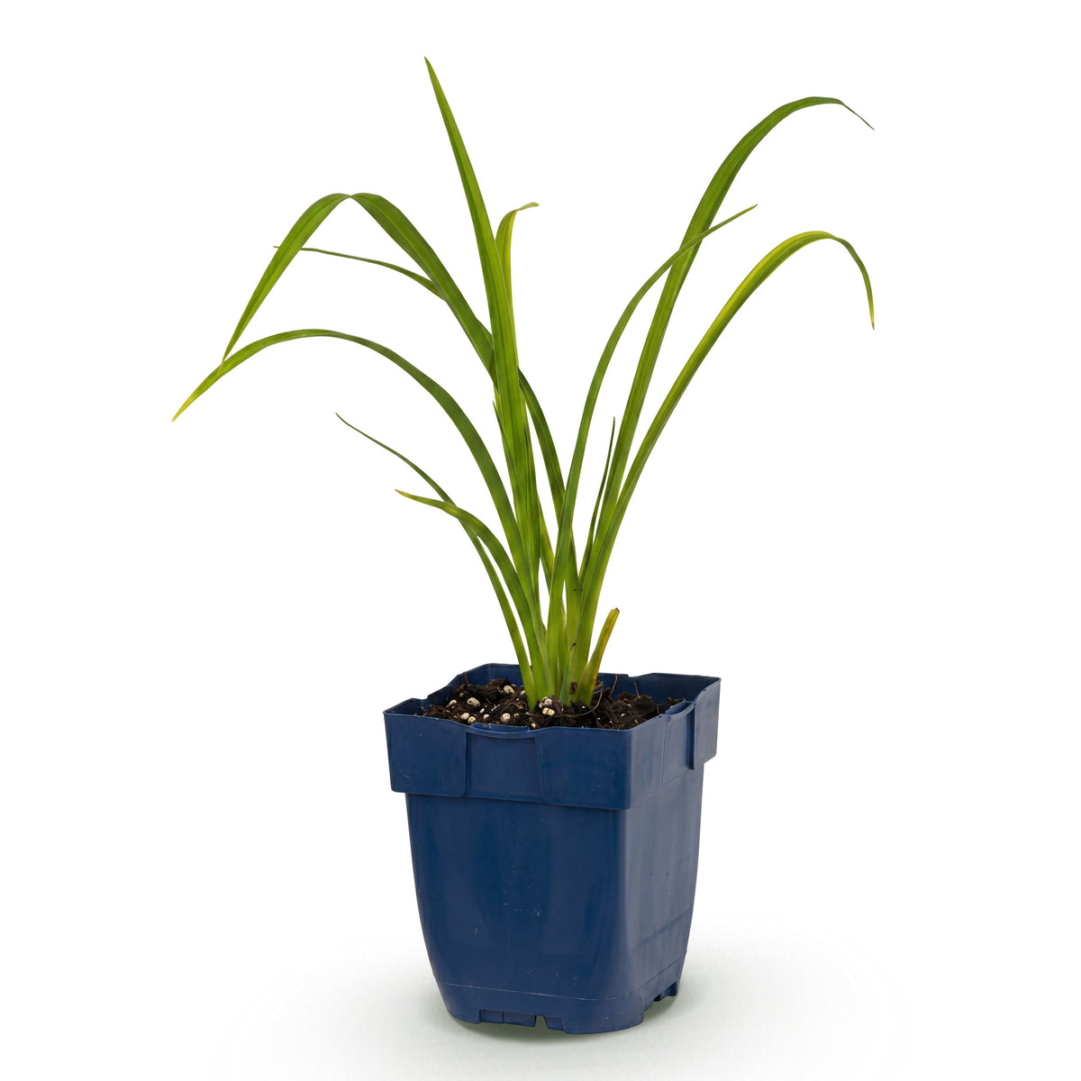 Taglilie 'Hemerocallis Mauna Loa' – Orange – Topf Ø11cm – Ansicht 2