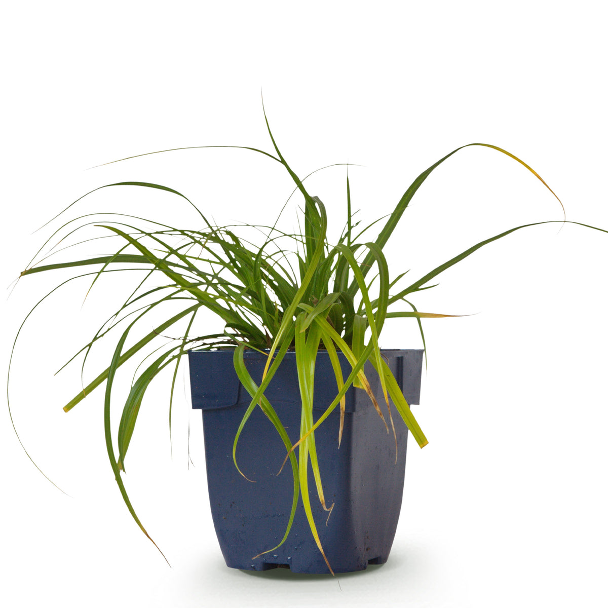 Japan-Segge 'Evergreen' – Grün – Topf Ø11cm – Ansicht 2