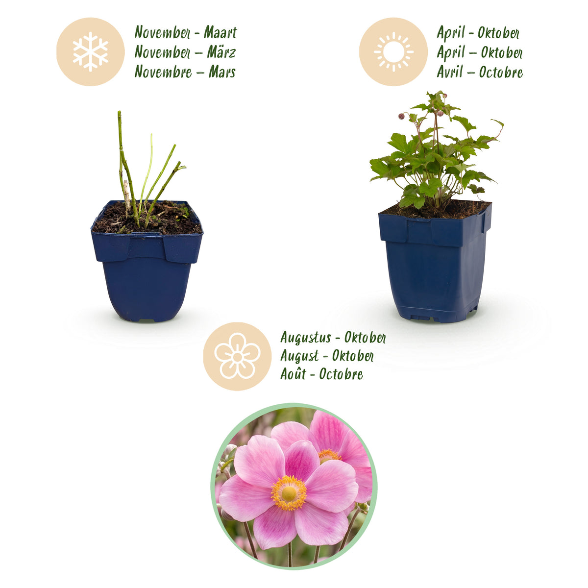 Herbst-Anemone 'Splendens' – Dunkelpink – Topf Ø11cm – Ansicht 4