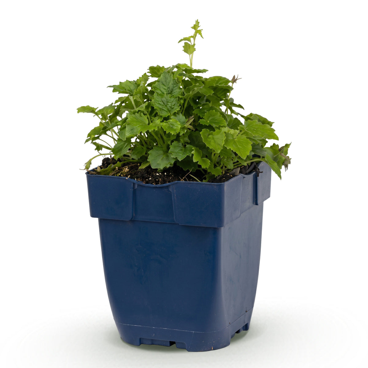 Hängepolster-Glockenblume 'Lisduggan' – Lila-Rosa – Topf Ø11cm